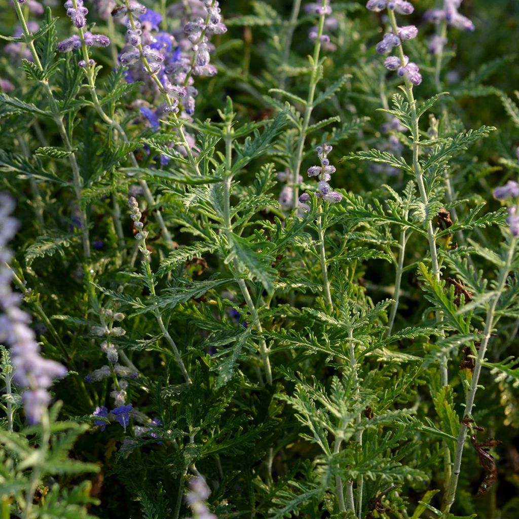 Perovskia atriplicifolia Blue Spire - Russian Sage