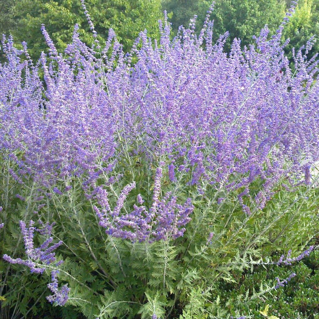 Perovskia atriplicifolia Blue Spire - Russian Sage