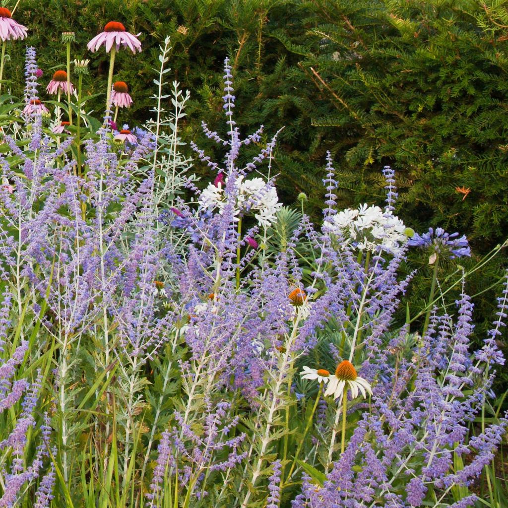 Perovskia atriplicifolia Blue Spire - Russian Sage