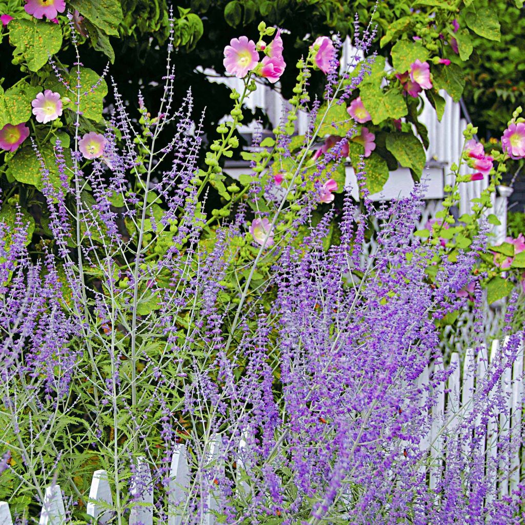 Perovskia atriplicifolia Blue Spire - Russian Sage