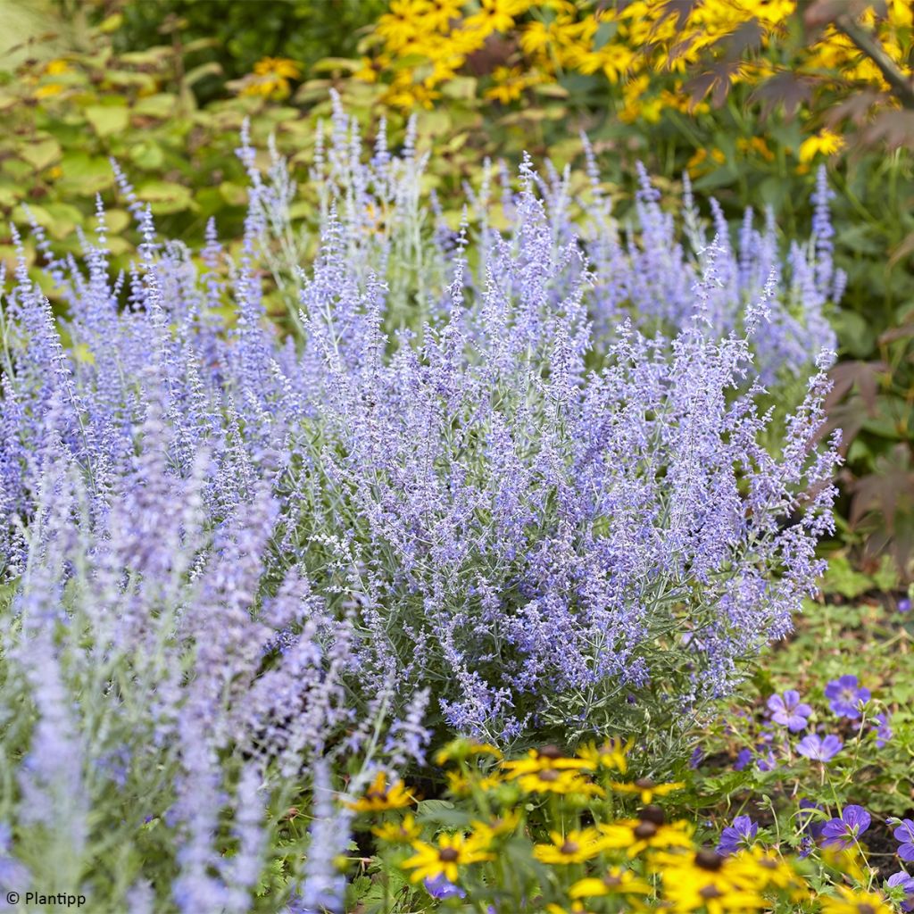 Perovskia atriplicifolia Lacey Blue - Russian Sage