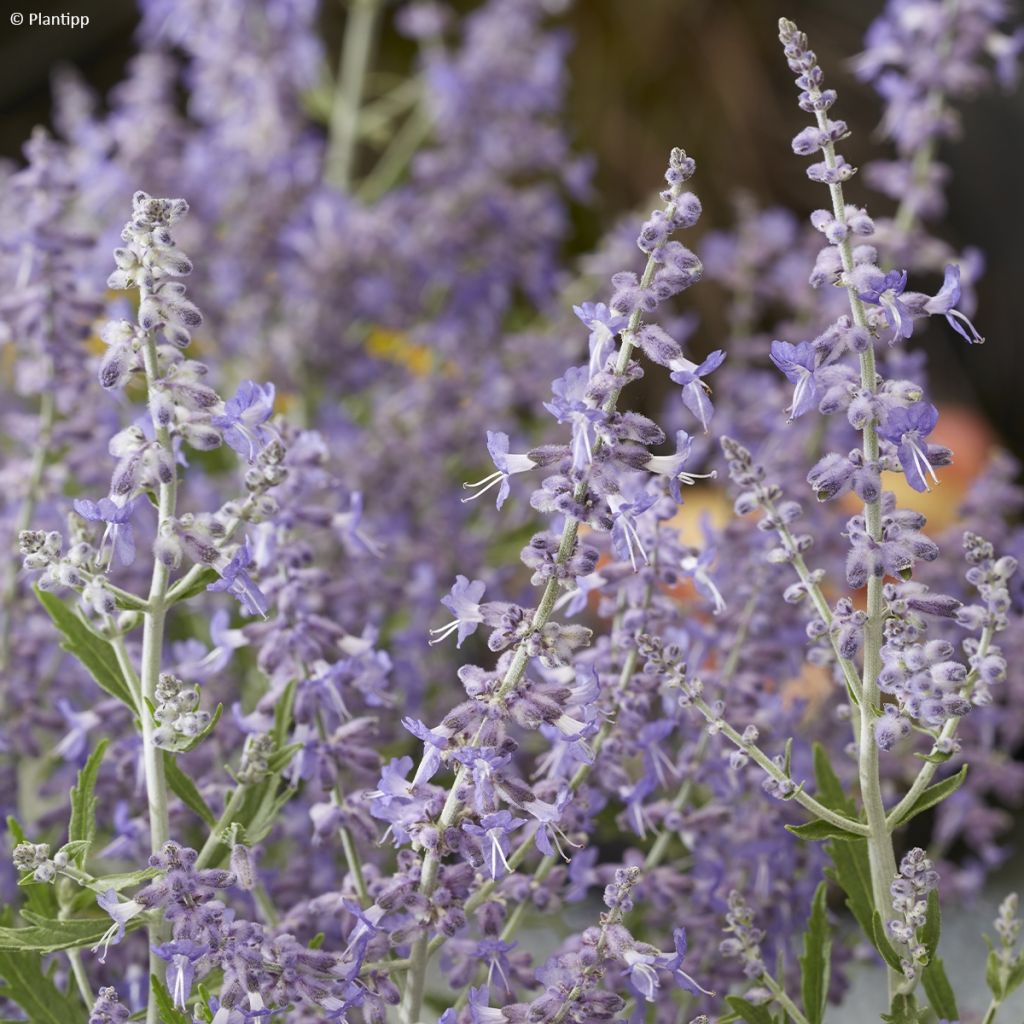 Perovskia atriplicifolia Lacey Blue - Russian Sage