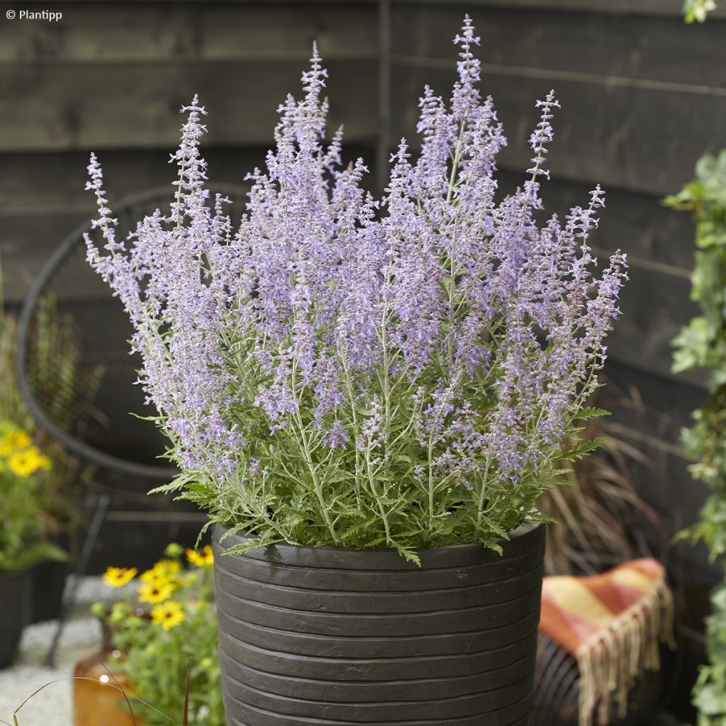 Perovskia atriplicifolia Lacey Blue - Russian Sage