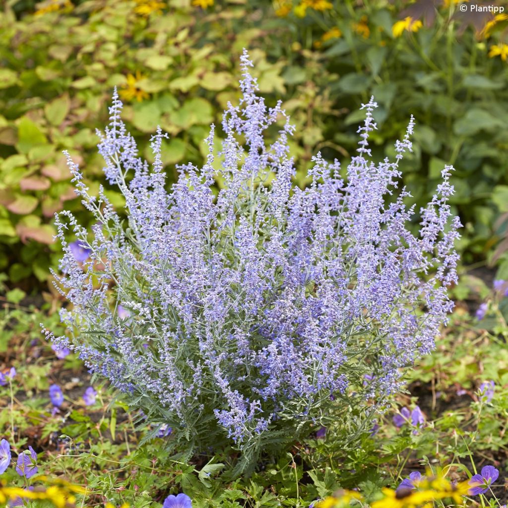 Perovskia atriplicifolia Lacey Blue - Russian Sage