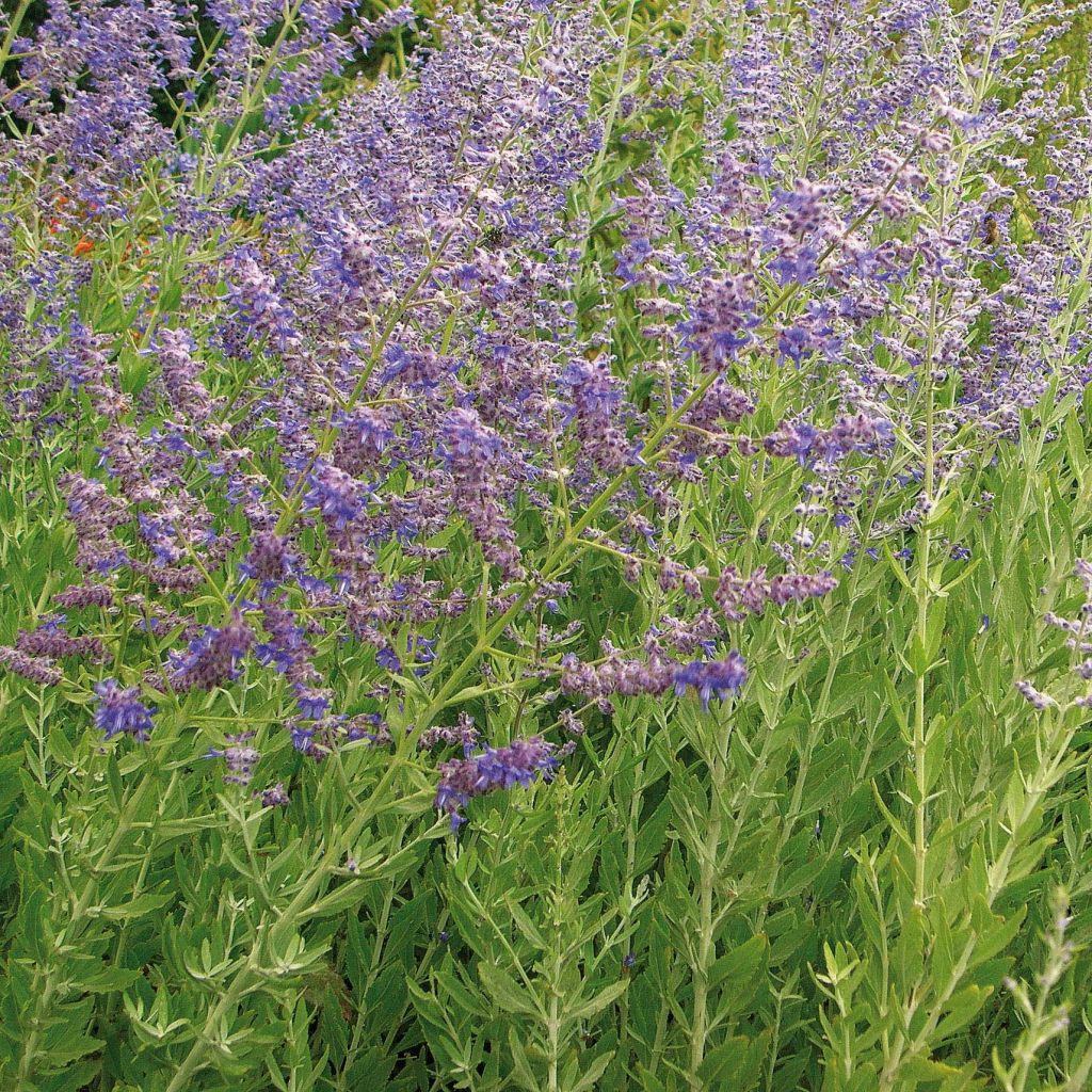 Perovskia atriplicifolia Little Spire - Russian Sage