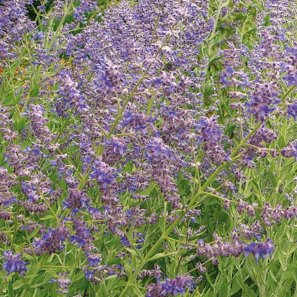 Perovskia atriplicifolia Little Spire - Russian Sage