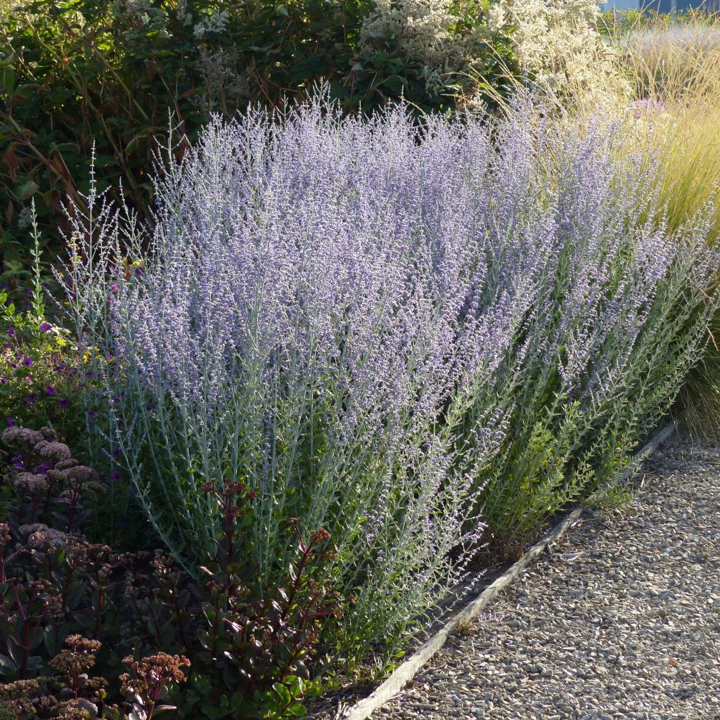 Perovskia atriplicifolia Little Spire - Russian Sage