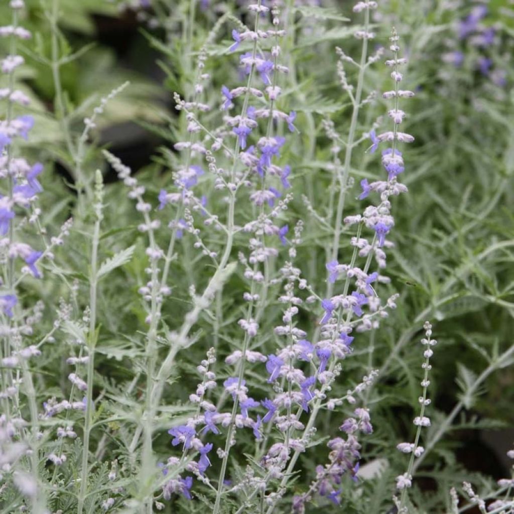 Perovskia atriplicifolia Blue Spire - Russian Sage