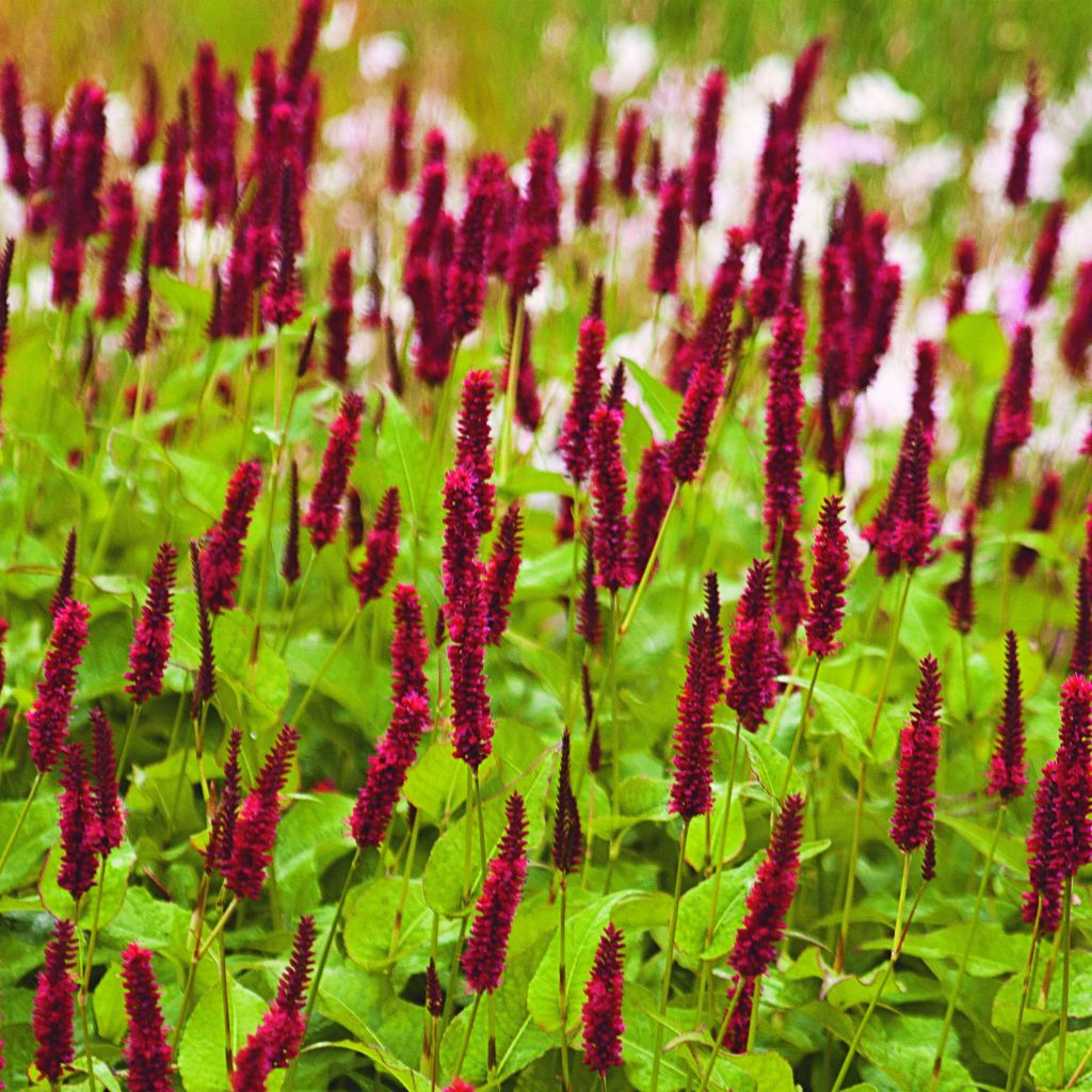 Persicaria amplexicaulis Blackfield - Mountain Fleece