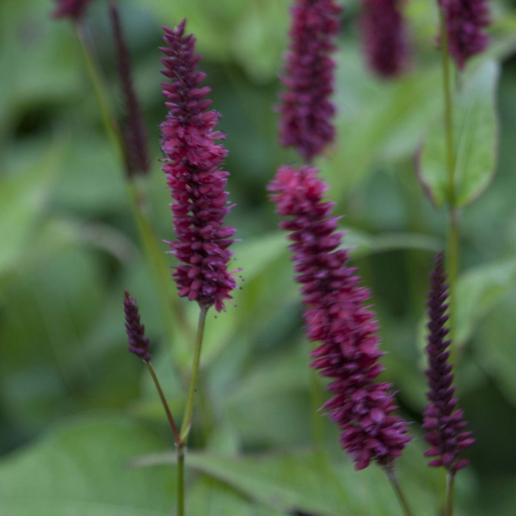 Persicaria amplexicaulis Blackfield - Mountain Fleece