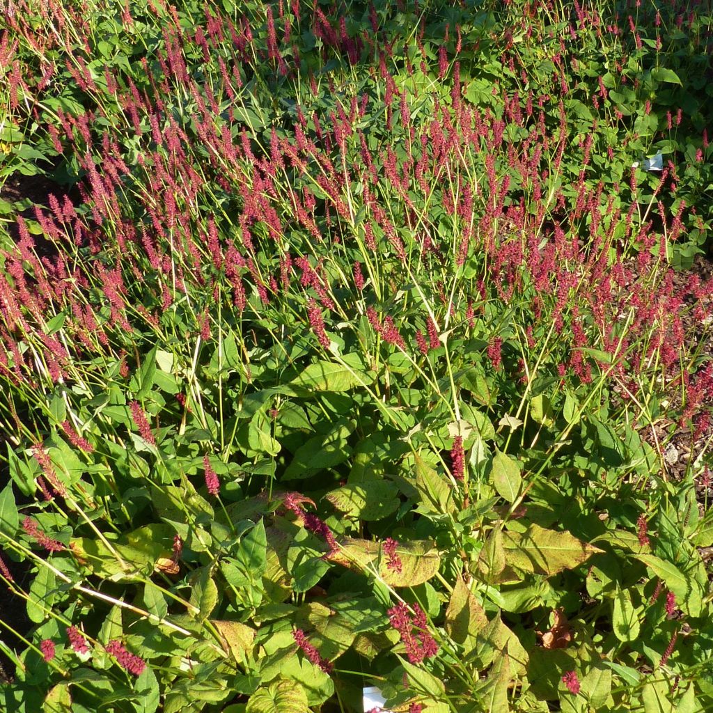 Persicaria amplexicaulis Blackfield - Mountain Fleece