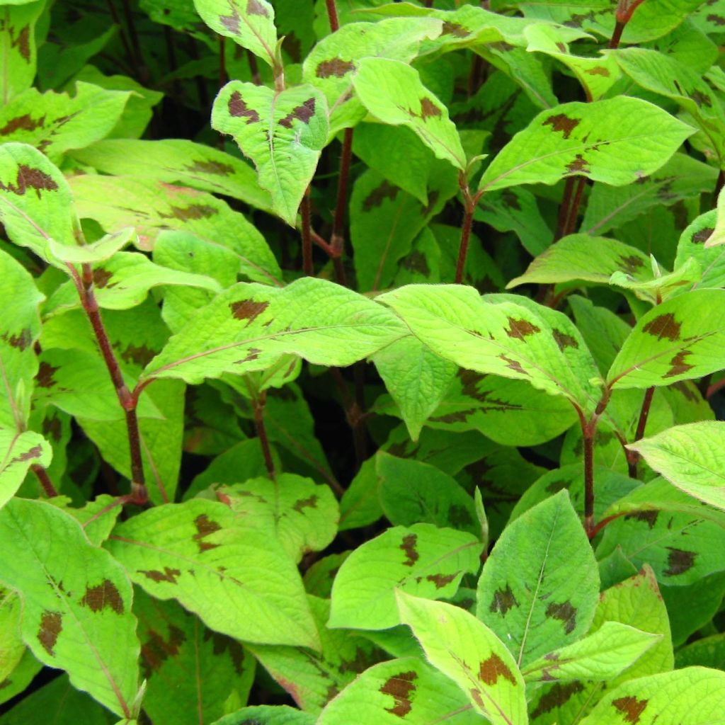 Persicaria virginiana var. filiformis - Virginia Knotweed