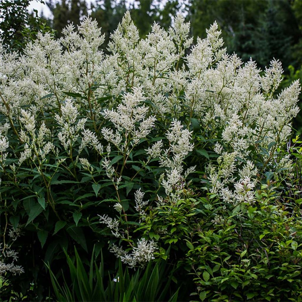 Persicaria polymorpha - Knotweed