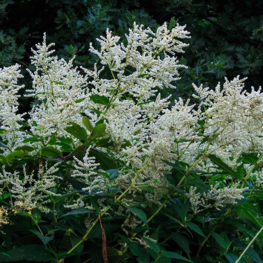 Persicaria polymorpha - Knotweed