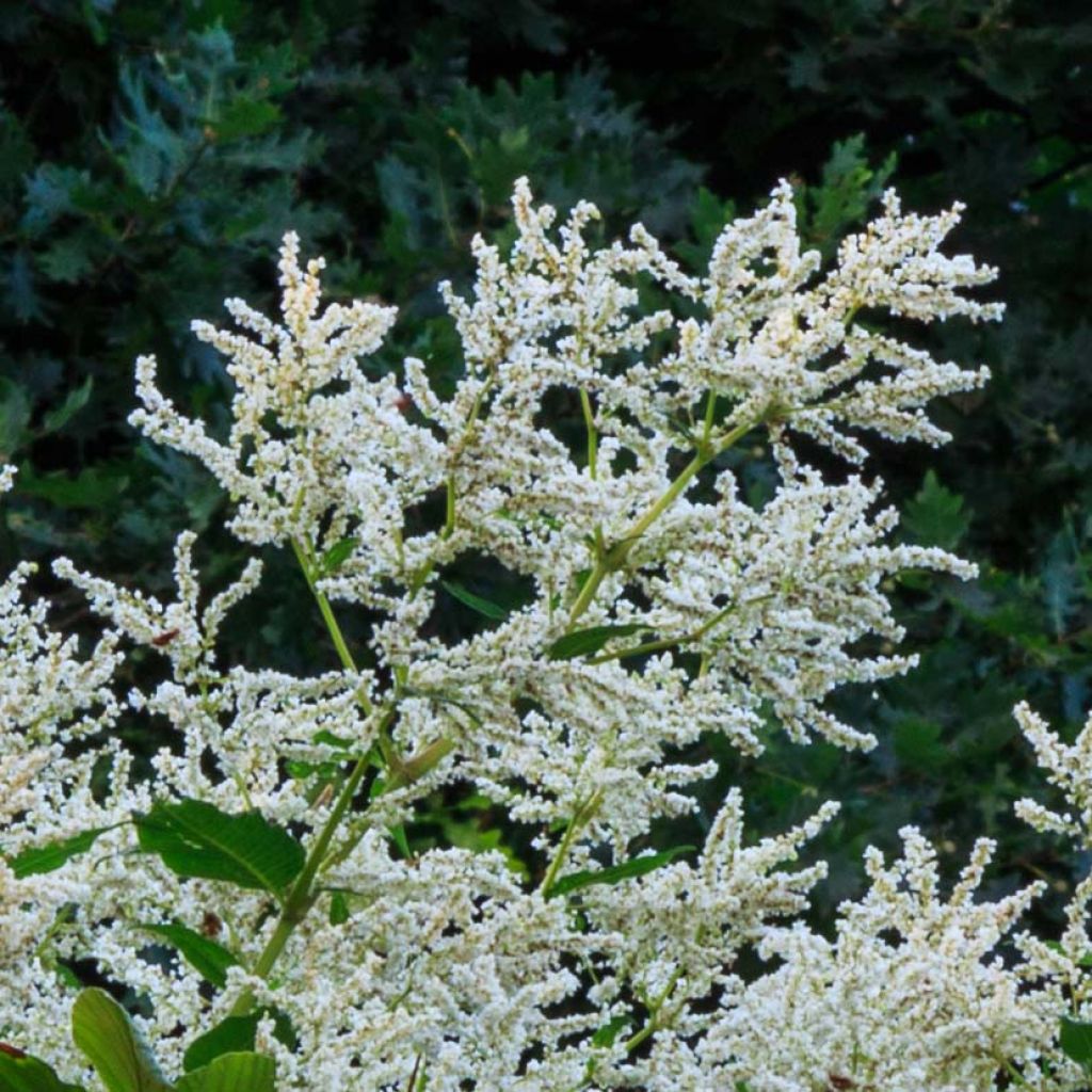 Persicaria polymorpha - Knotweed