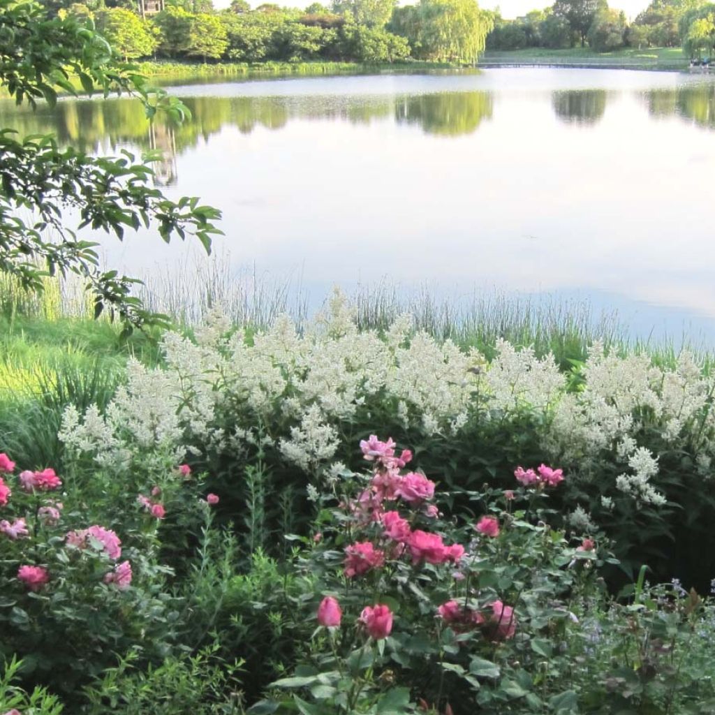 Persicaria polymorpha - Knotweed