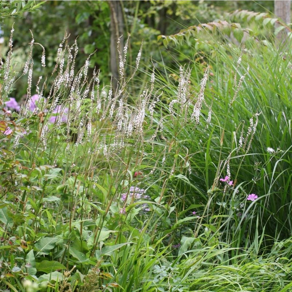 Persicaria amplexicaulis Alba - Mountain Fleece