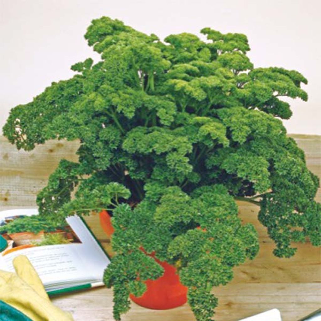 Curly Parsley Organic