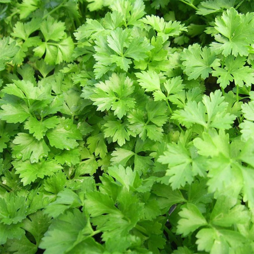 Parsley Giant of Italy Organic