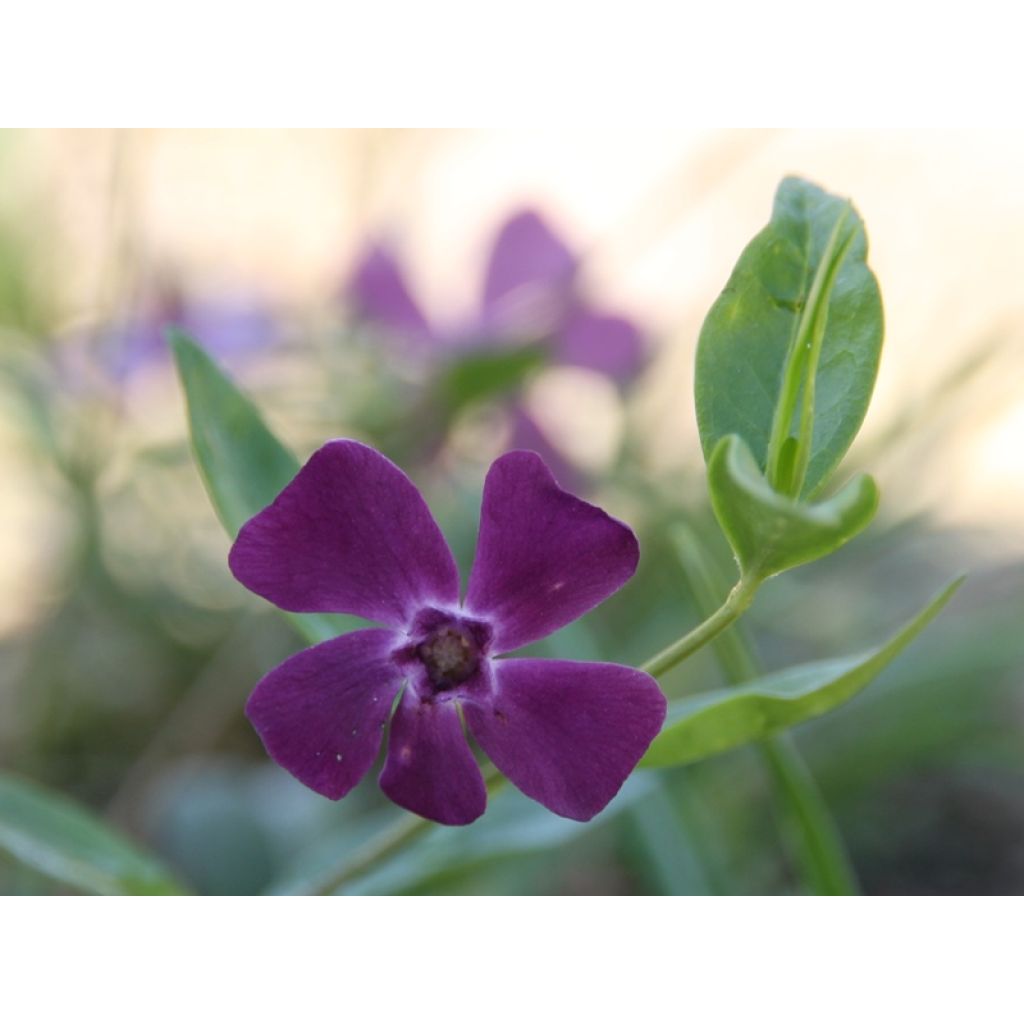 Vinca minor Atropurpurea