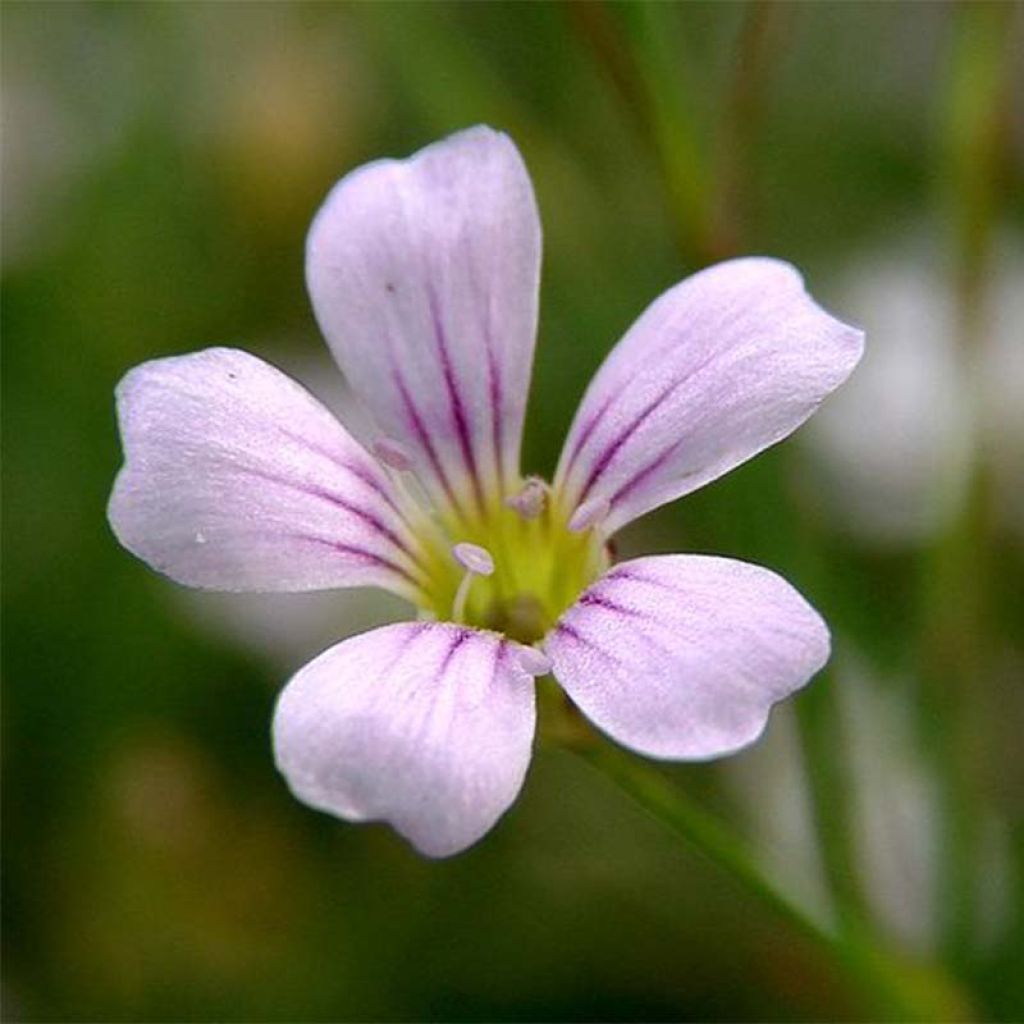 Petrorhagia saxifraga