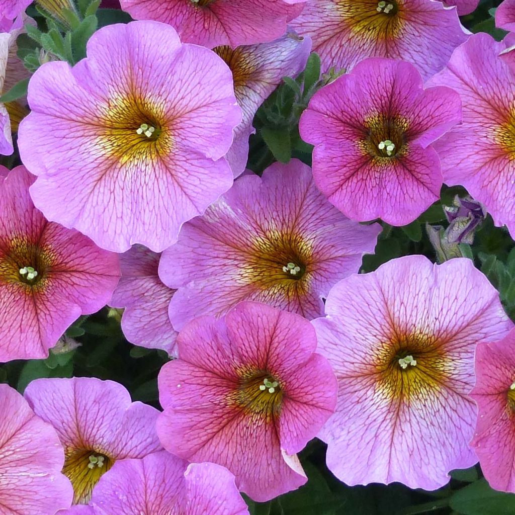 Petchoa hybrida BeautiCal Sunray Pink