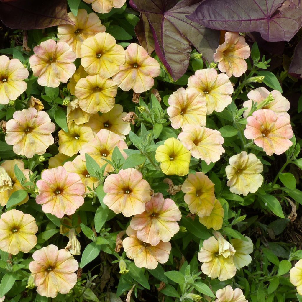 Petunia Cascadias Indian Summer