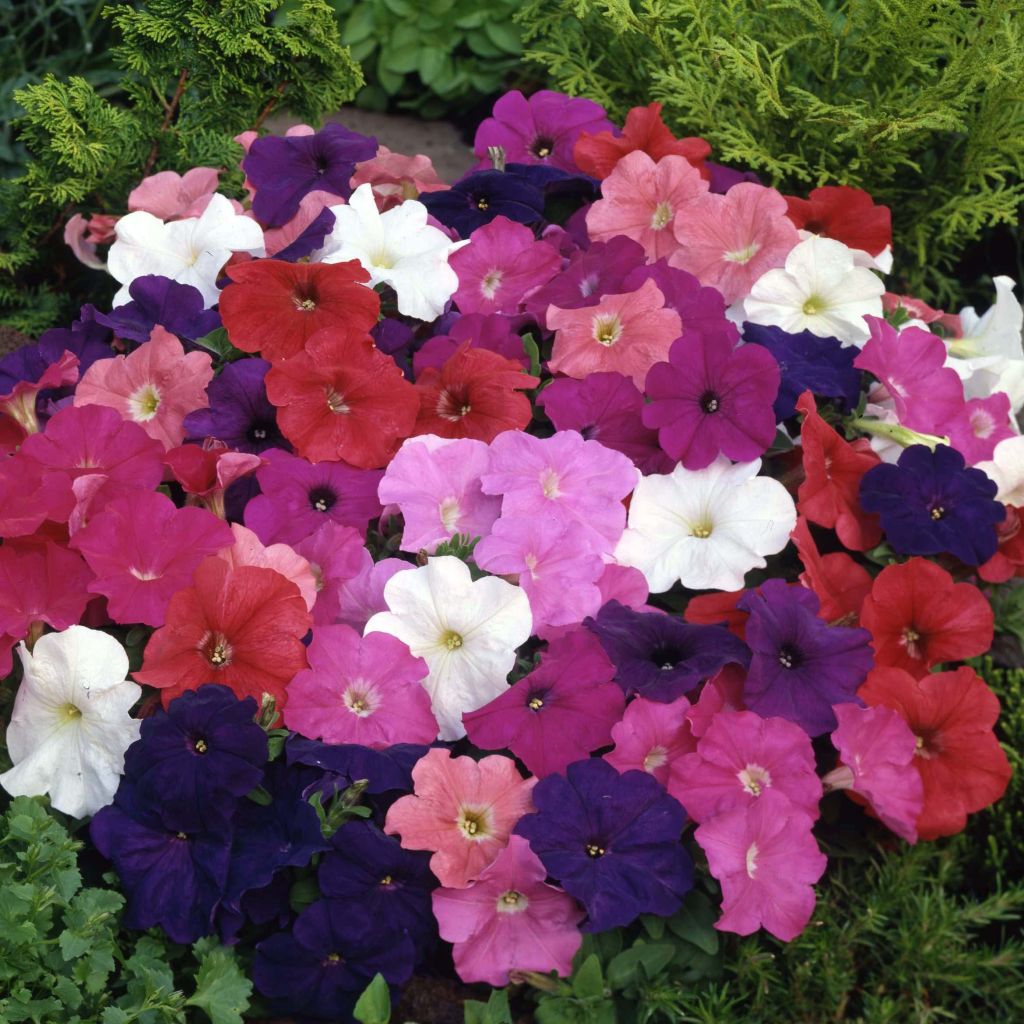 Petunia (x) hybrida Mambo Mix