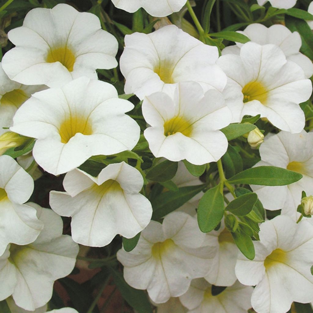 Calibrachoa hybrida Million Bells Trailing Ice - Trailing Petunia