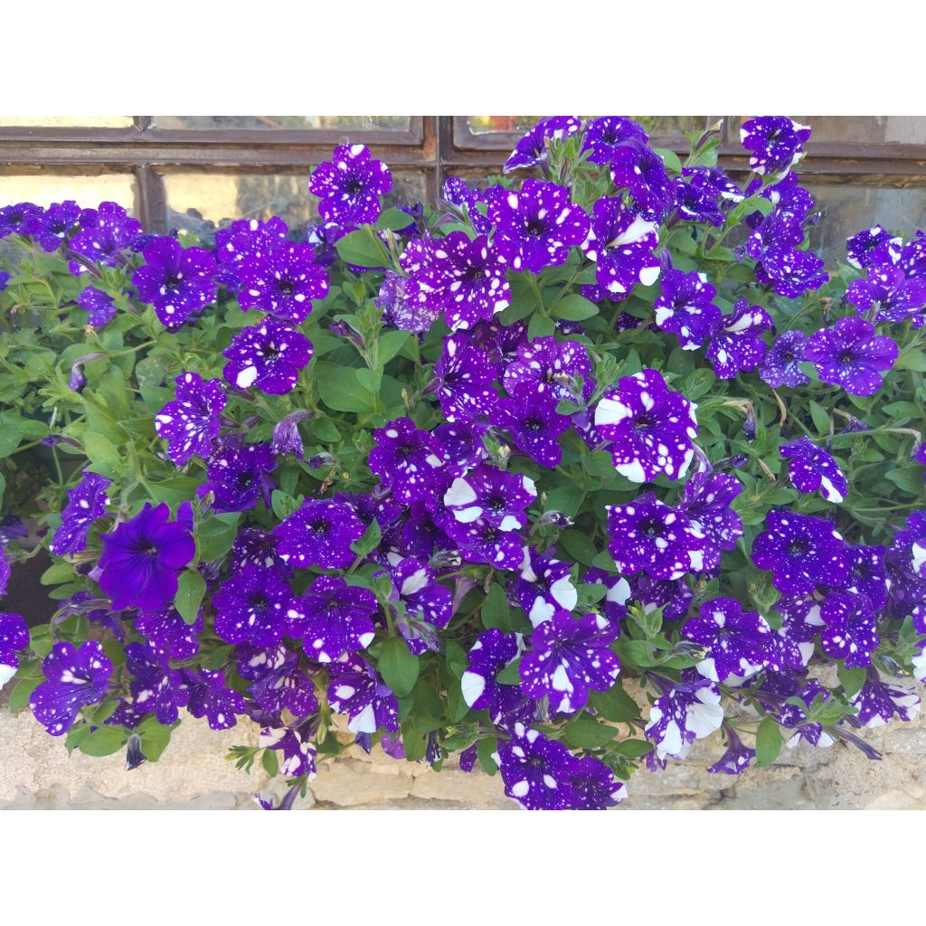 Petunia Night Sky