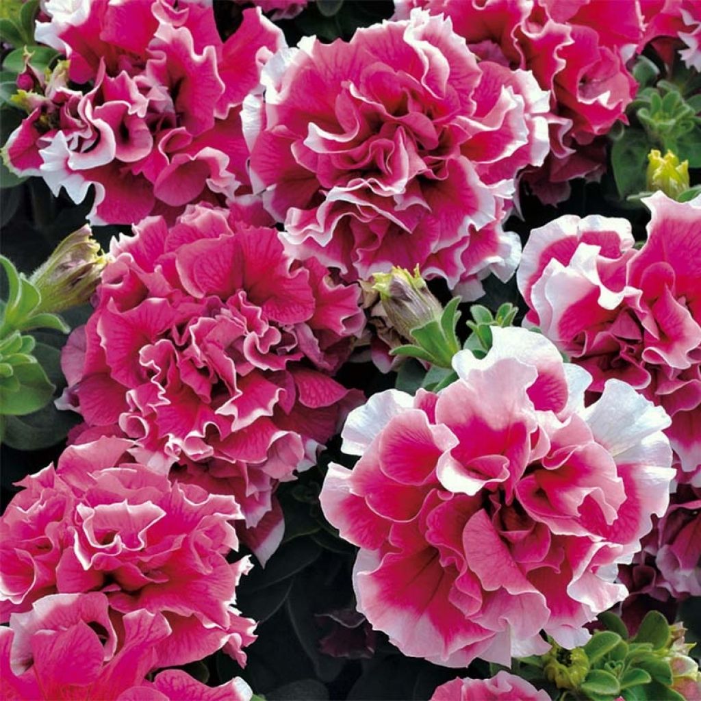 Petunia Double Pirouette Rose