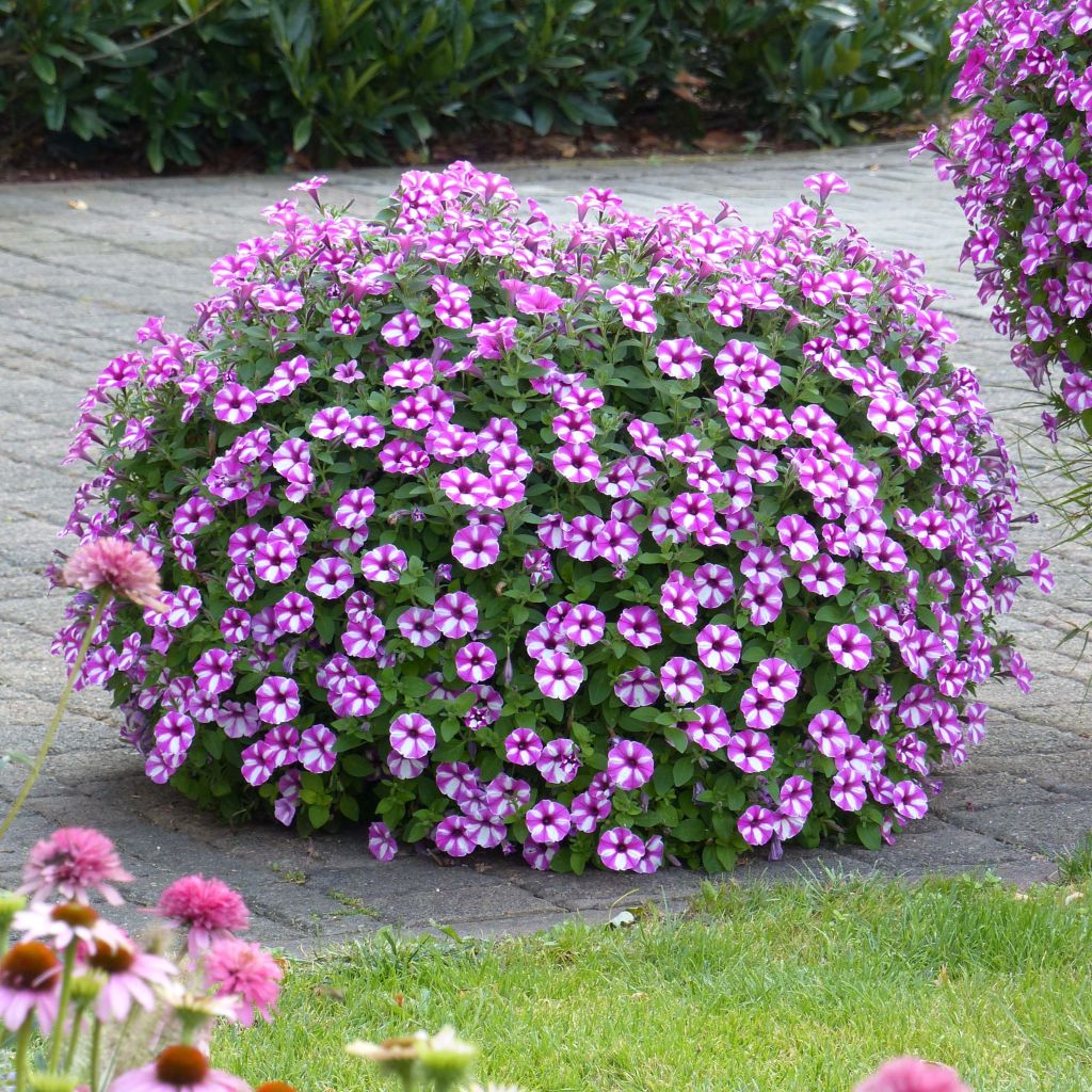 Petunia Supertunia Raspberry Star