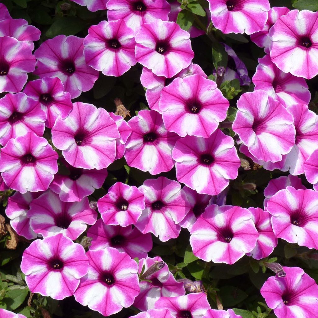 Petunia Supertunia Raspberry Star