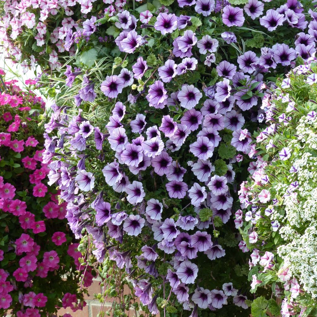 Supertunia Bordeaux Petunia