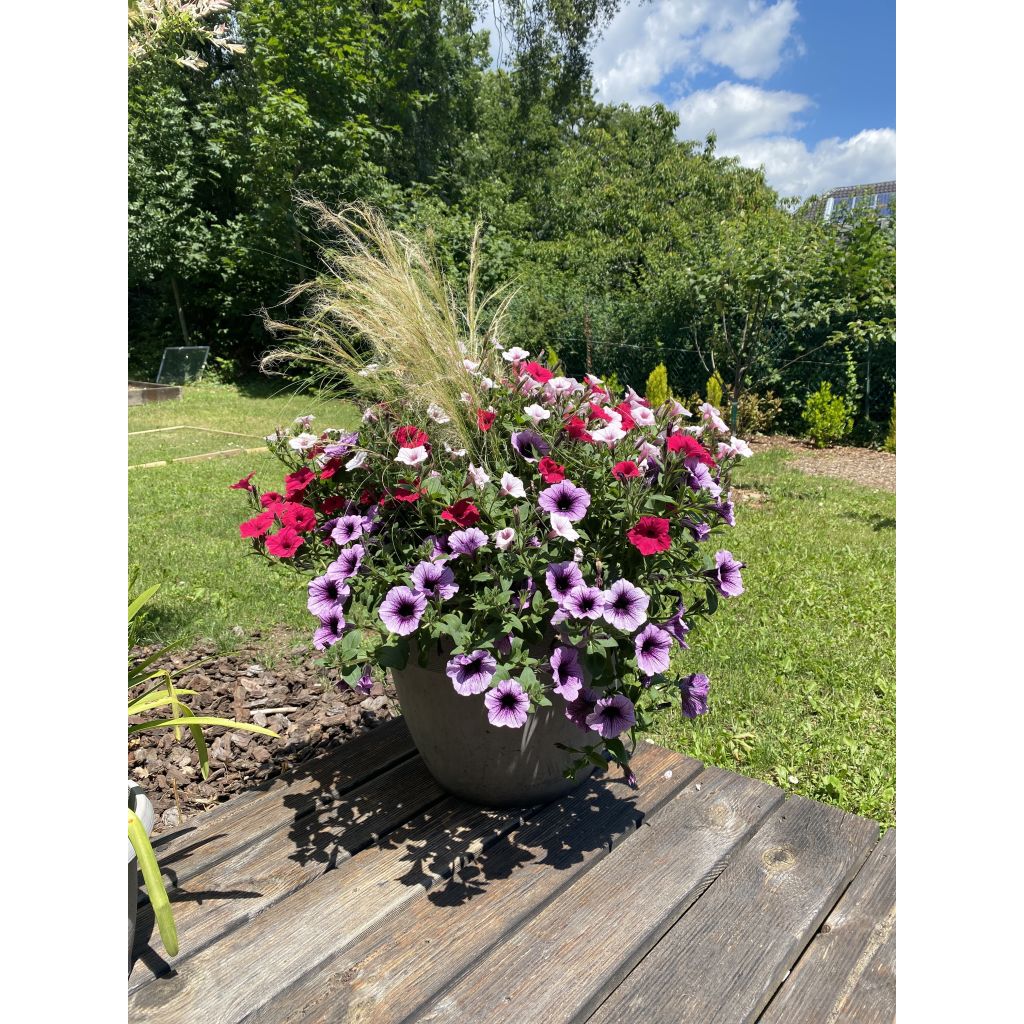 Supertunia Bordeaux Petunia