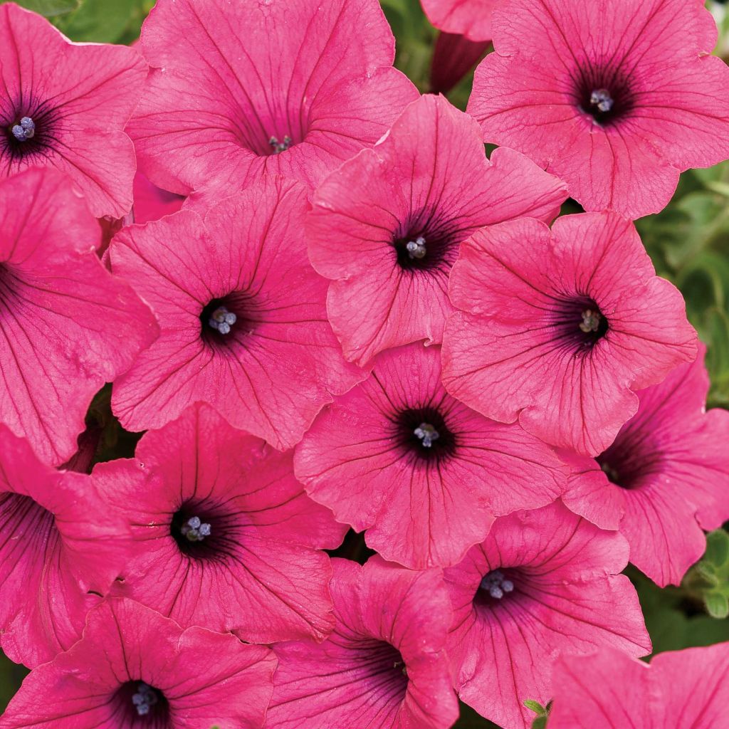 Supertunia Vista Fuchsia Petunia