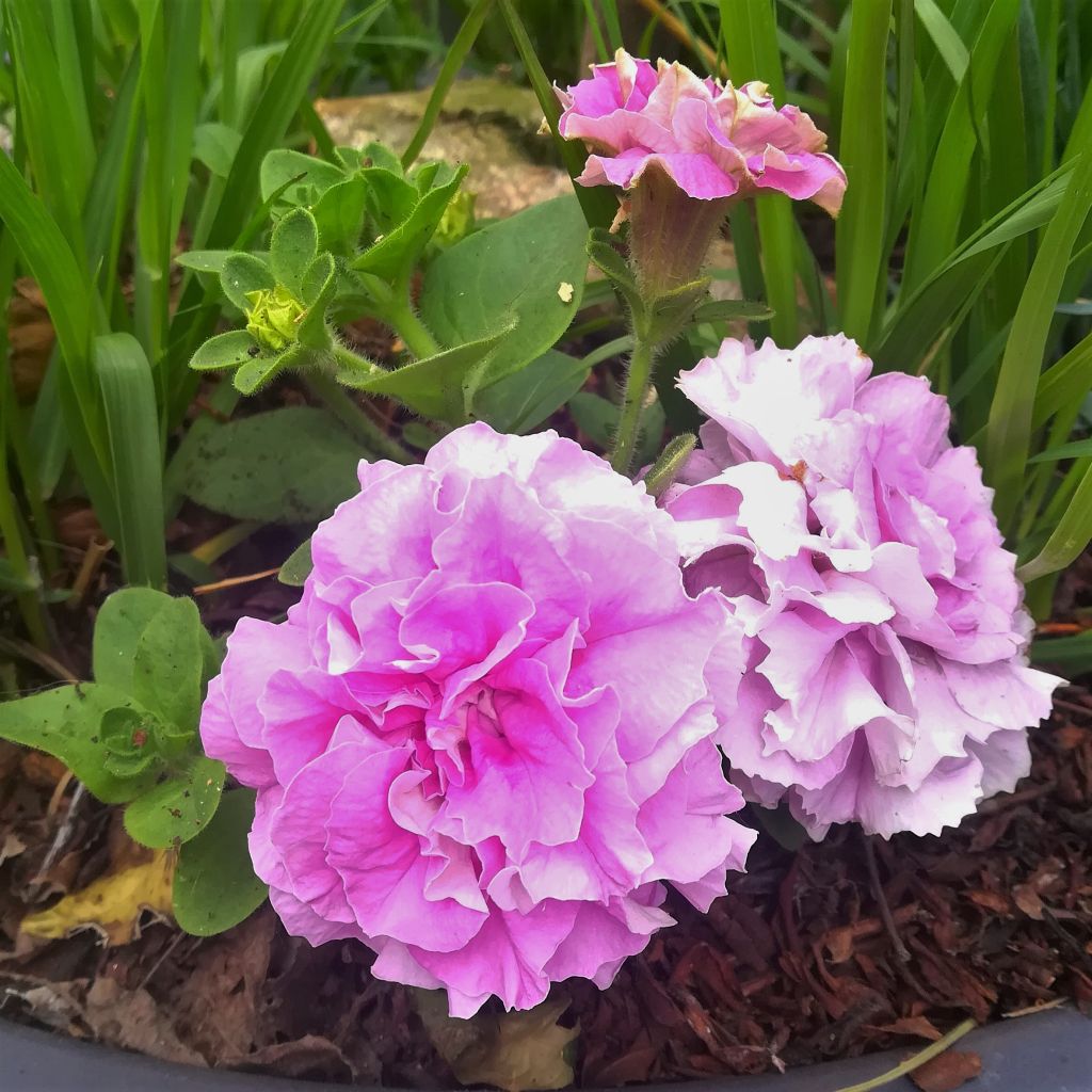 Surfinia Double Lilac Petunia