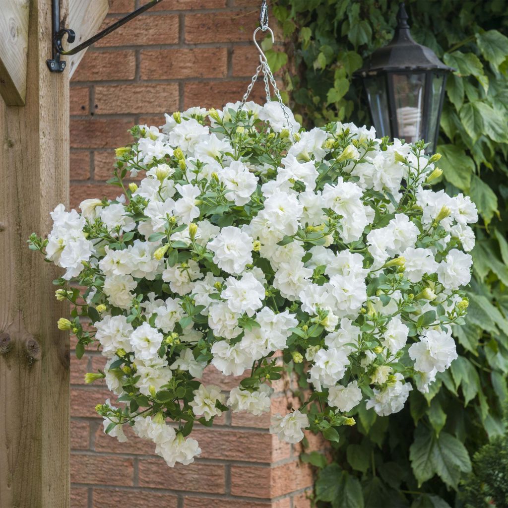 Petunia Tumbelina Diana Double White