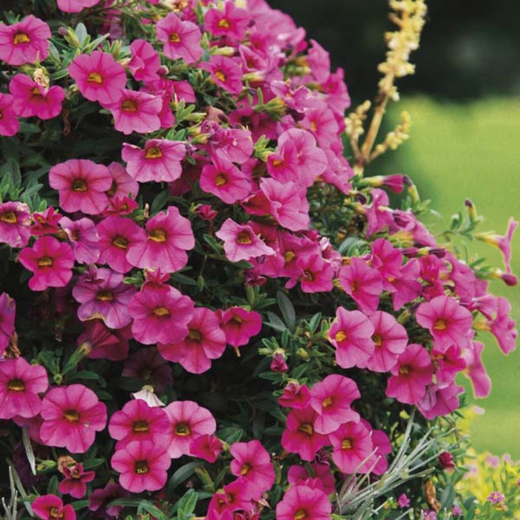 Calibrachoa hybrida Million Bells Trailing Fuchsia - Trailing Petunia