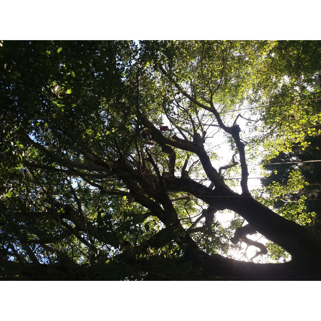 Populus alba Nivea - White Poplar