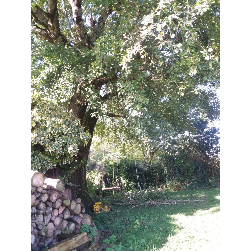 Populus alba Nivea - White Poplar