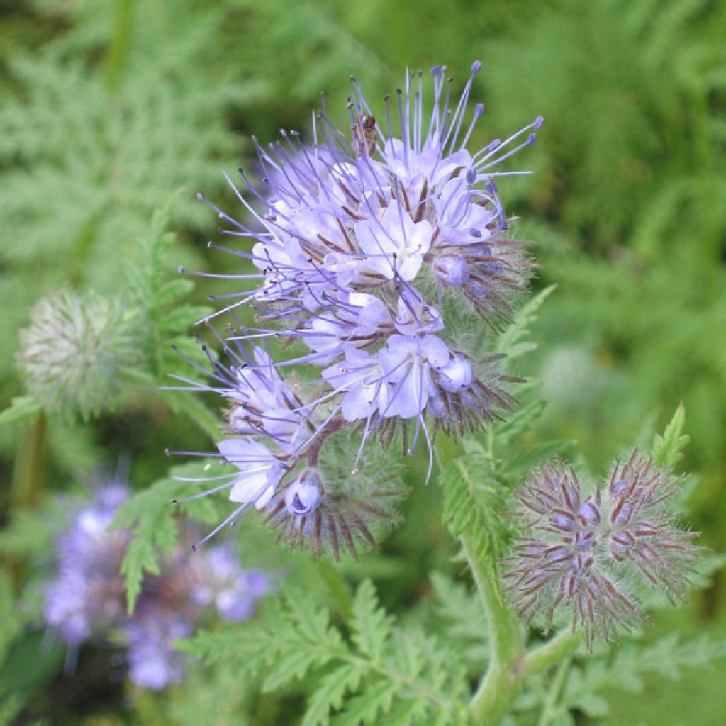 Phacélie tanacetifolia 