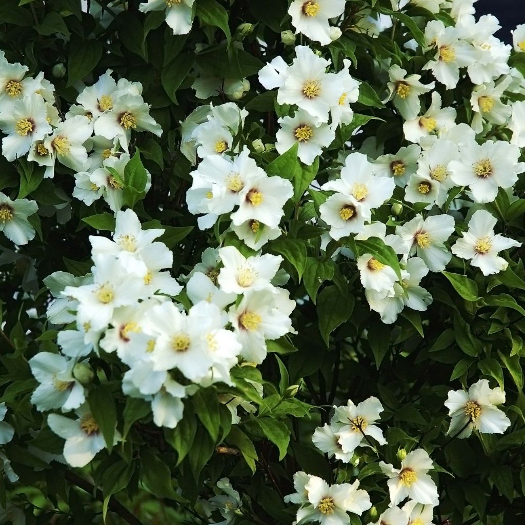 Philadelphus Belle Etoile - Mock Orange