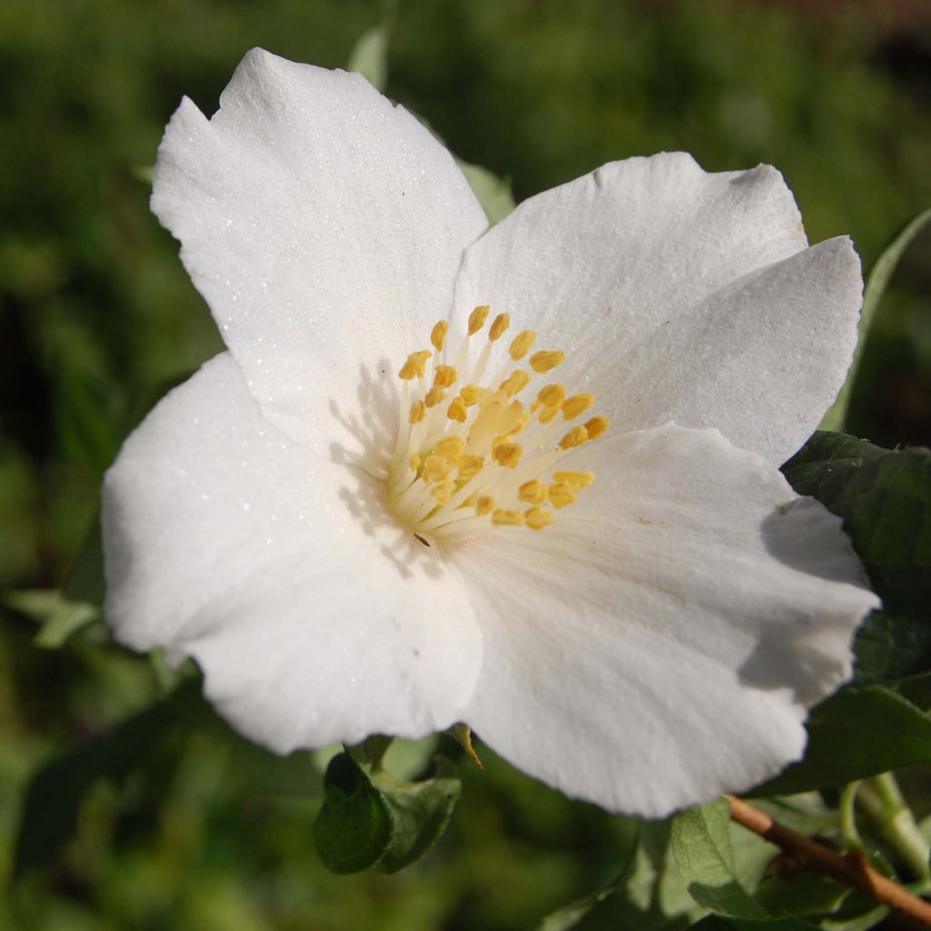 Philadelphus Belle Etoile - Mock Orange