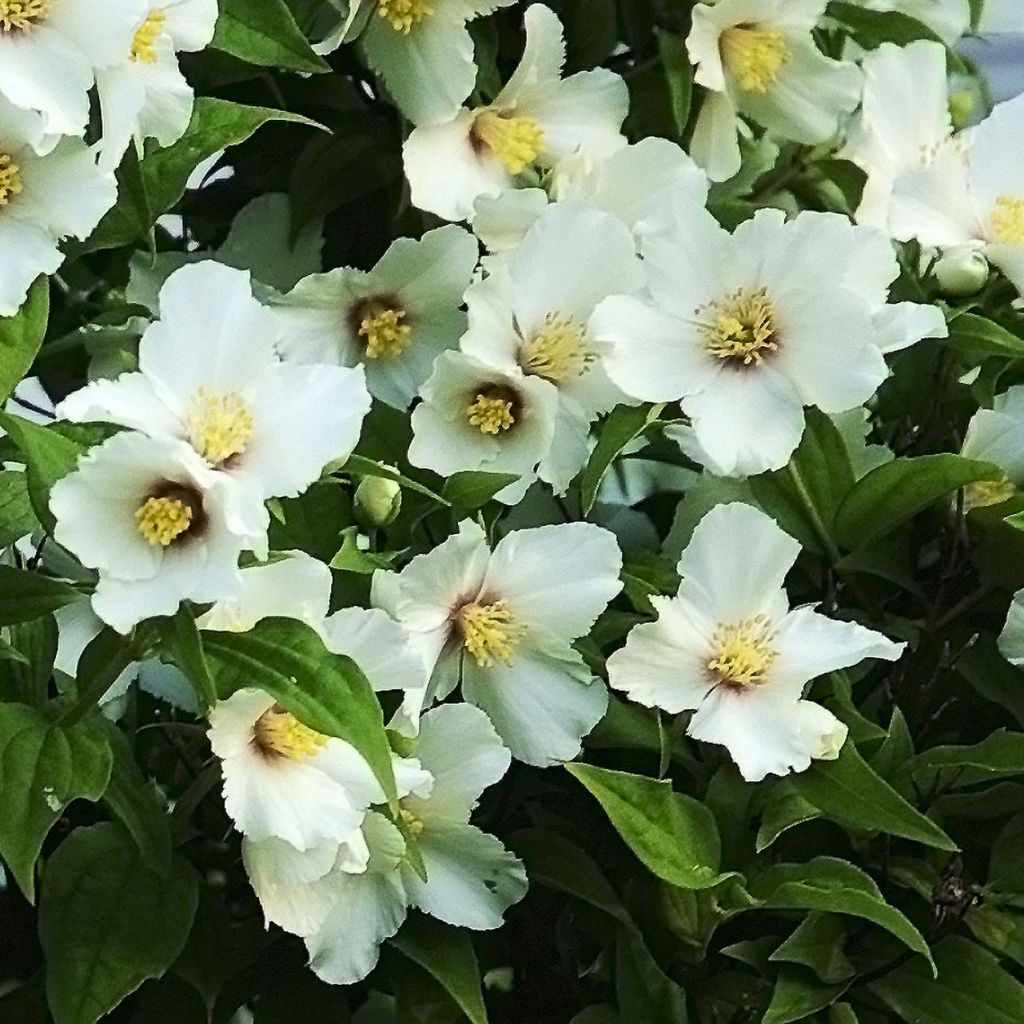 Philadelphus Belle Etoile - Mock Orange