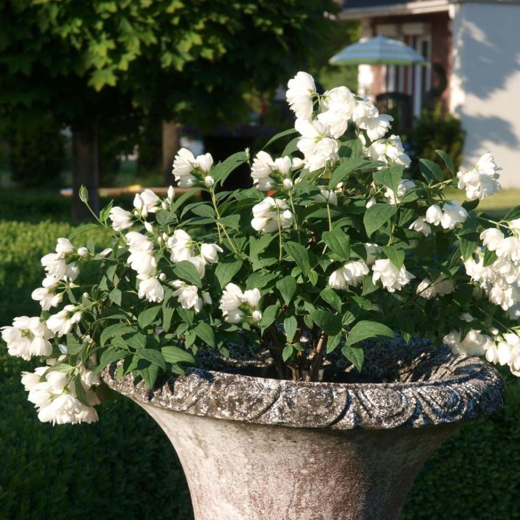 Philadelphus Little White Love - Mock Orange