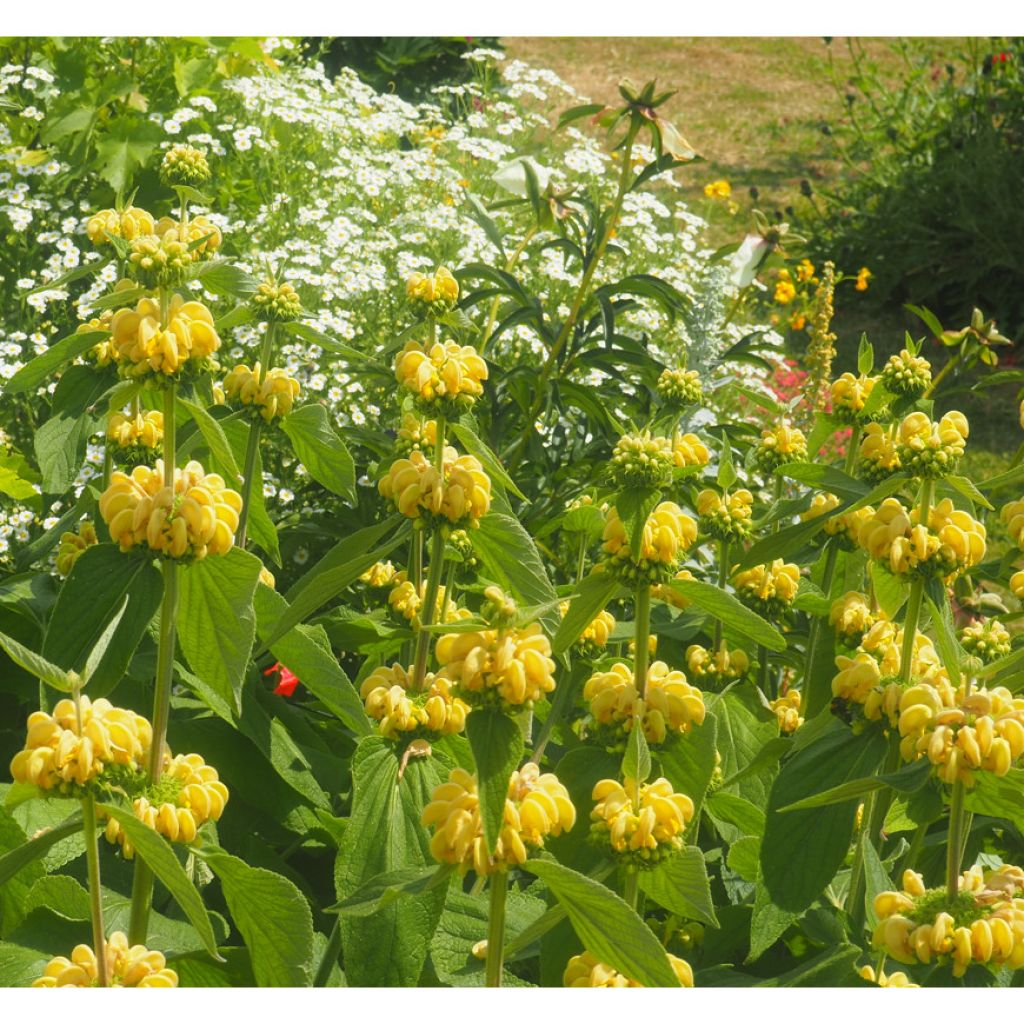 Phlomis russeliana - Jerusalem Sage