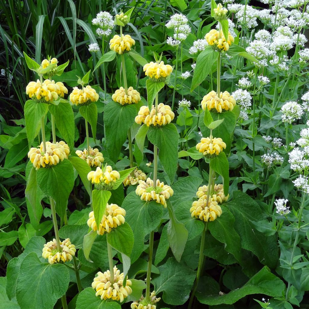 Phlomis russeliana - Jerusalem Sage