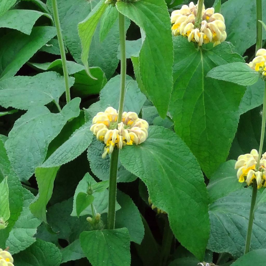 Phlomis russeliana - Jerusalem Sage