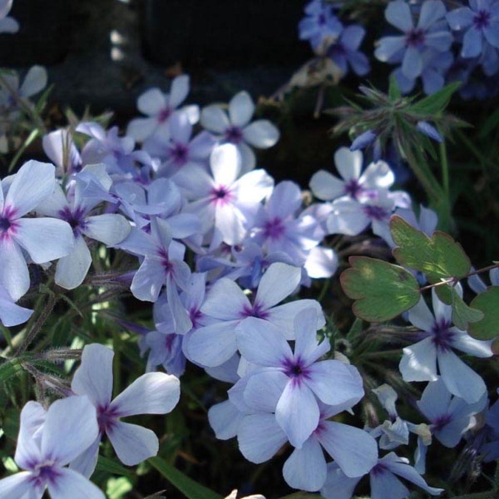 Phlox divaricata Chattahoochee